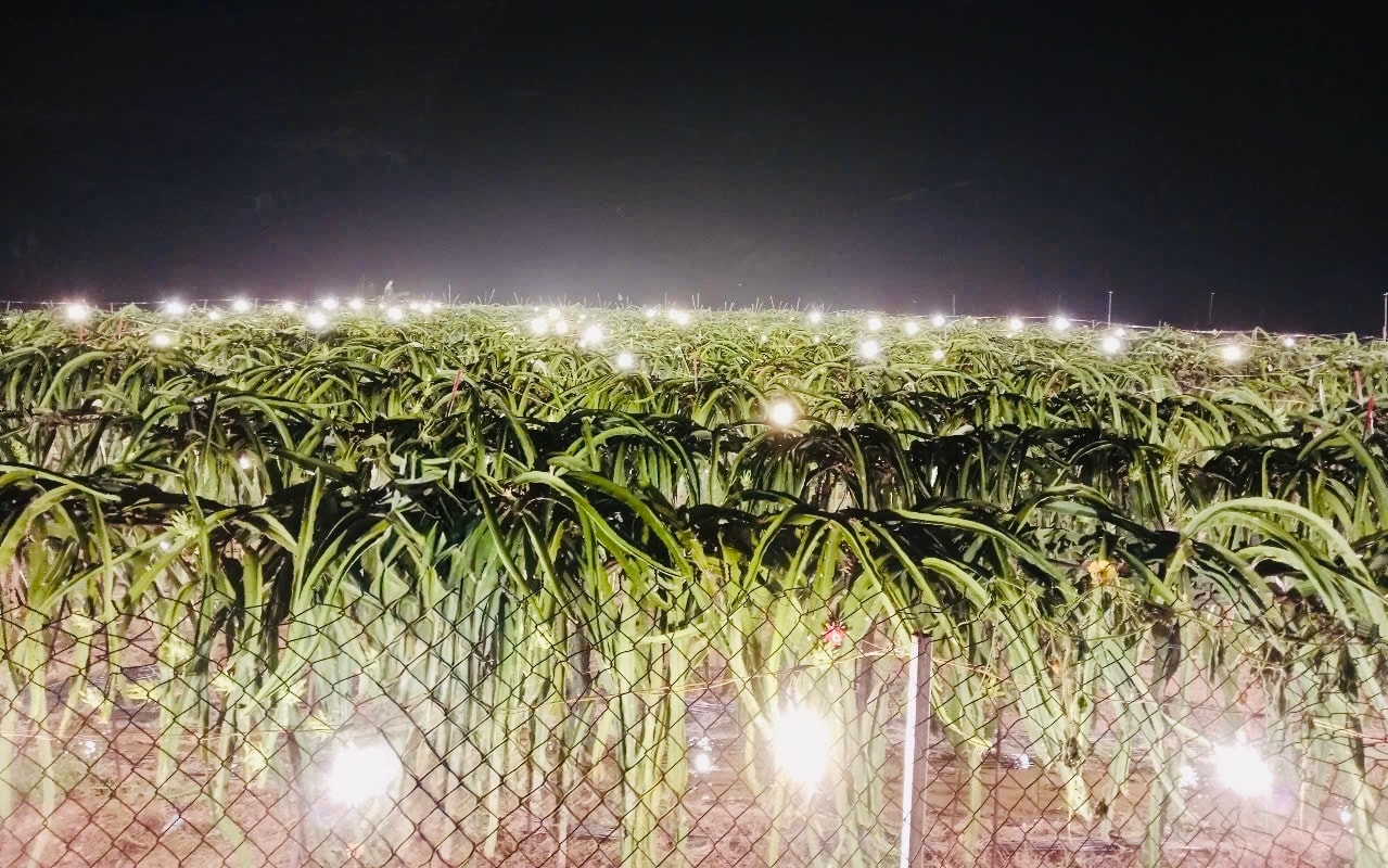 Un agricultor de Chi Linh cultiva pitahaya fuera de temporada y gana casi 300 millones de VND por hectárea.