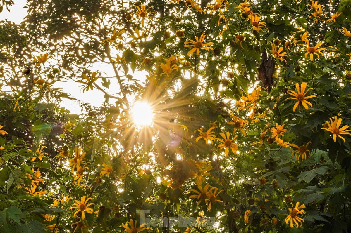 យុវជនតម្រង់ជួរចាប់ពីម៉ោង ៤ ទៀបភ្លឺ ដើម្បីបរបាញ់ពពក និងមើលផ្កាឈូករ័ត្នព្រៃ រូបថត ៩