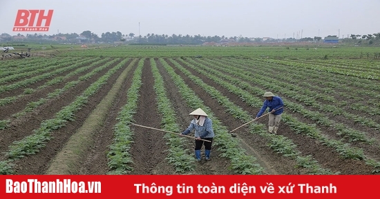 Thực hiện các chính sách hỗ trợ phát triển trồng trọt