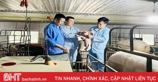 Dịch tả lợn châu Phi diễn biến phức tạp, Hà Tĩnh chủ động phòng chống