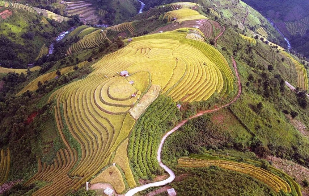 Mùa lúa chín nơi rẻo cao Bắc Yên