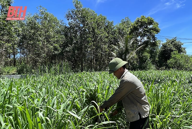 Les districts montagneux renforcent la prévention de la faim et du froid pour le bétail