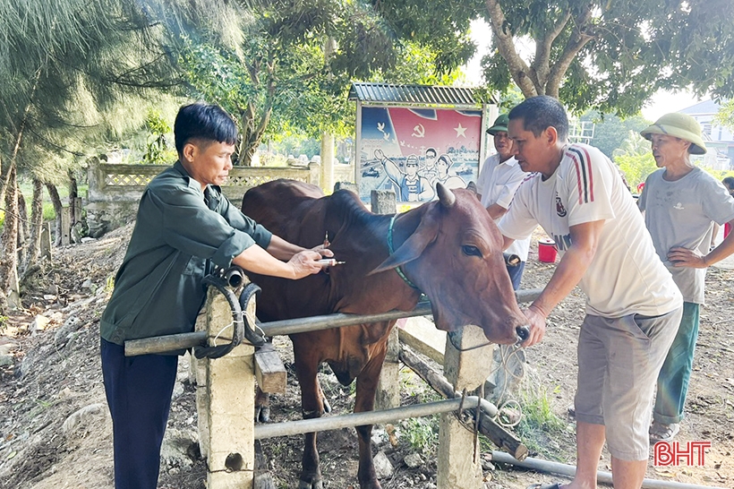 Đức Thọ phấn đấu đến 30/10 hoàn thành tiêm phòng đợt 2 cho gia súc