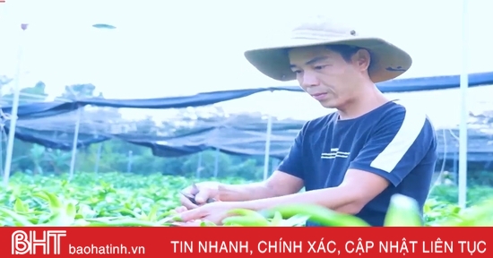 Người “bắt” 5 vạn cây hoa ly Hà Lan nở đúng dịp tết ở Hà Tĩnh