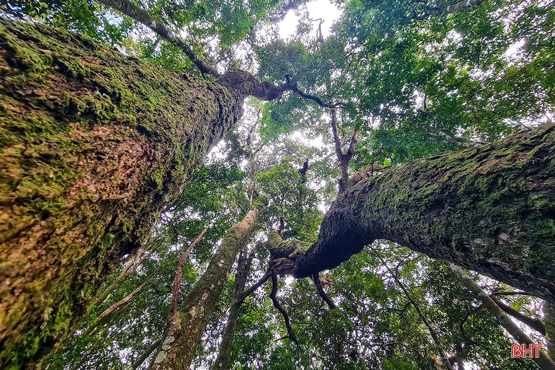 Discover the hidden beauty of Vu Quang National Park