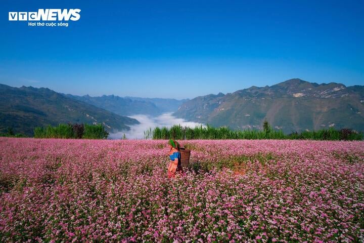 Với những trườn đồi uốn lượn, ruộng bậc thang trải dài, cánh đồng tam giác mạch xen lẫn hàng sa mộc vươn cao giữa thảo nguyên và khí hậu mát lạnh, Suôi Thầu được nhiều người ví von là "Thụy Sĩ thu nhỏ giữa lòng Hà Giang".