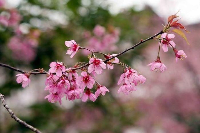 Cerezos en flor en la meseta de Moc Chau