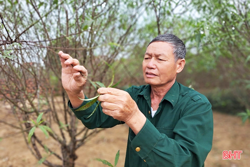 Người trồng đào phai Cổ Đạm tất bật vào vụ tết