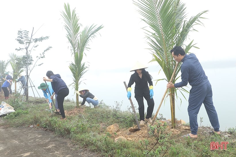 La ciudad de Ha Tinh plantó cerca de 5.000 cocoteros en el área ecológica de Dong Ghe.