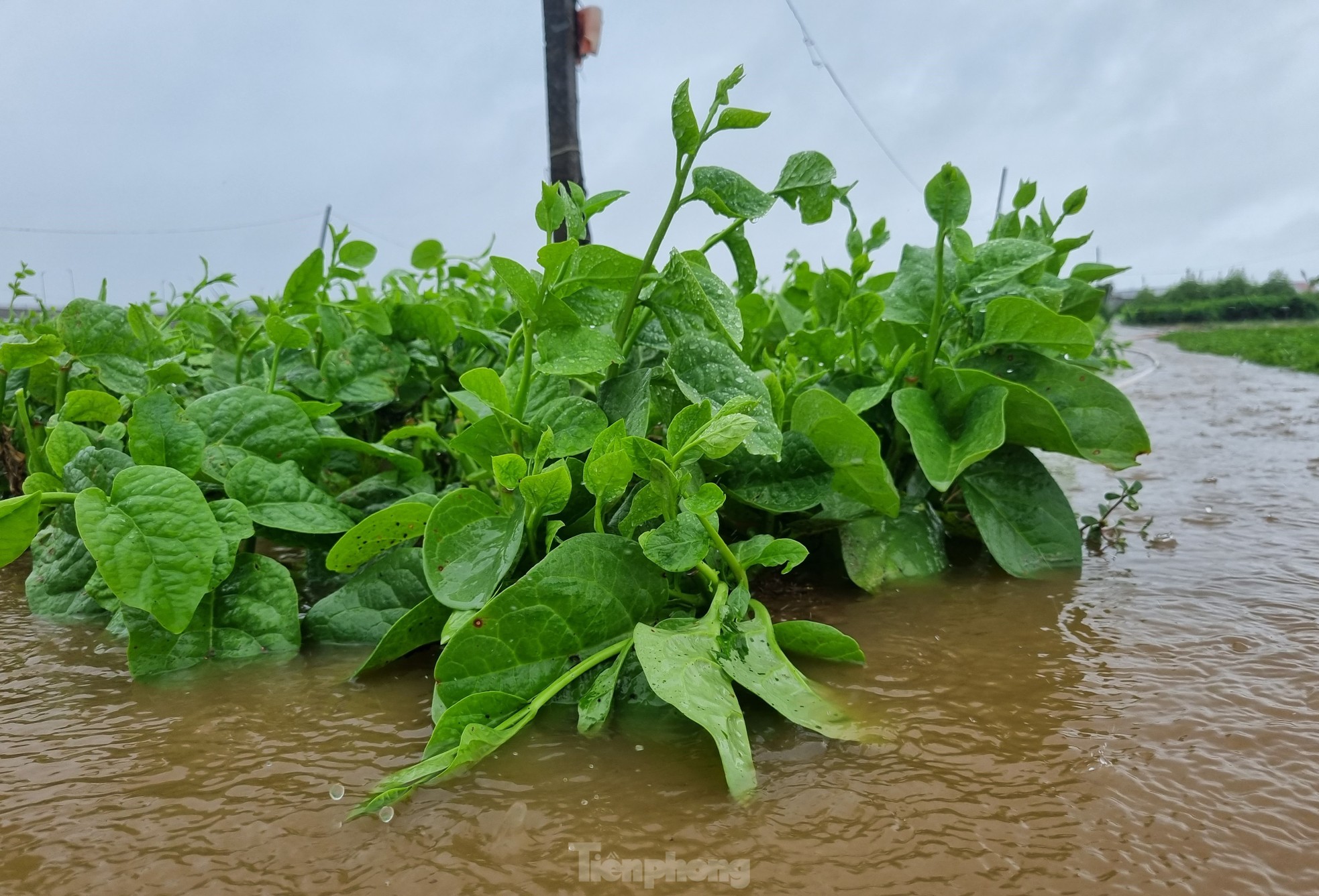 Nach anhaltendem Regen steht das größte Gemüseanbaugebiet in Da Nang unter Wasser. „Die Menschen können nicht rechtzeitig reagieren“, Foto 7