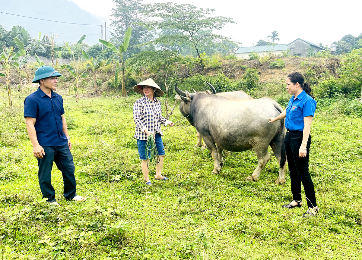 Mithilfe von Policenkreditkapital kann die Familie von Frau Hoang Thi Ut im Dorf Doi 5 in der Gemeinde Ngoc Linh (Vi Xuyen) effektiv in die Büffelzucht investieren.
