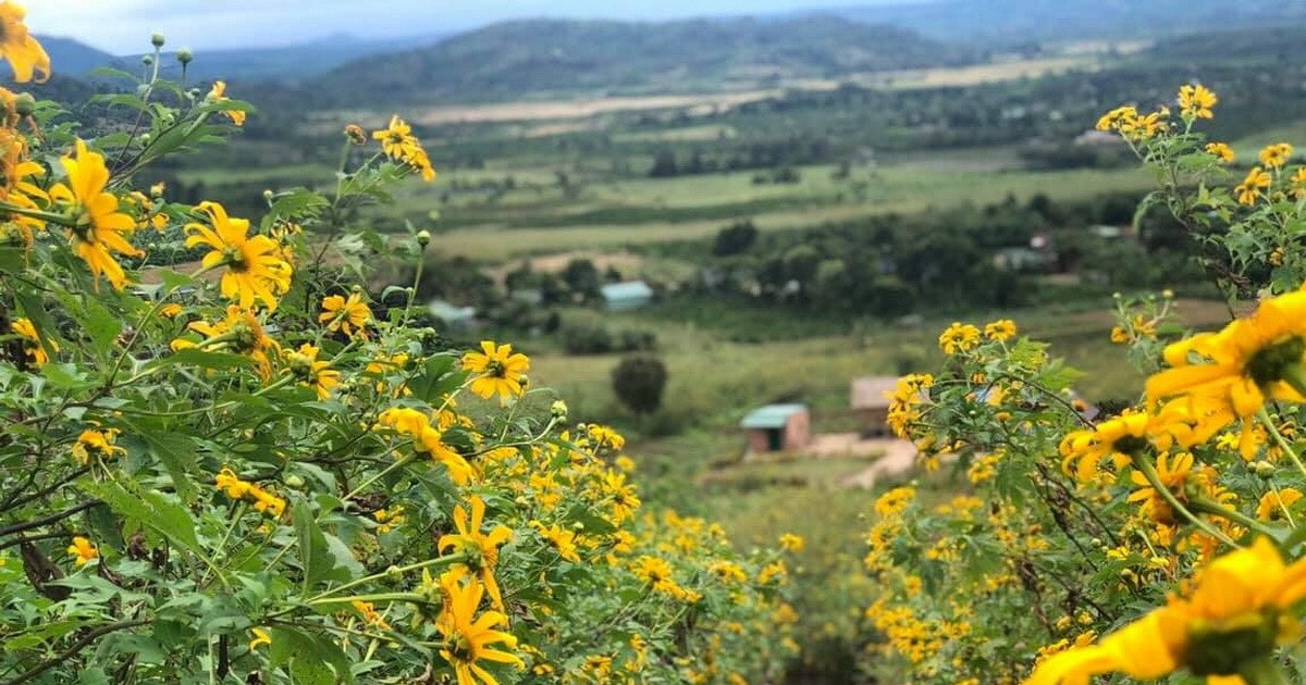 Descubra la belleza del volcán Chu Dang Ya durante la Semana del Girasol Silvestre 2024