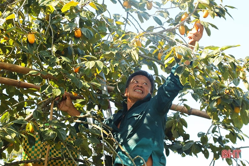 Die fröhliche Rosensaison der Vu Quang