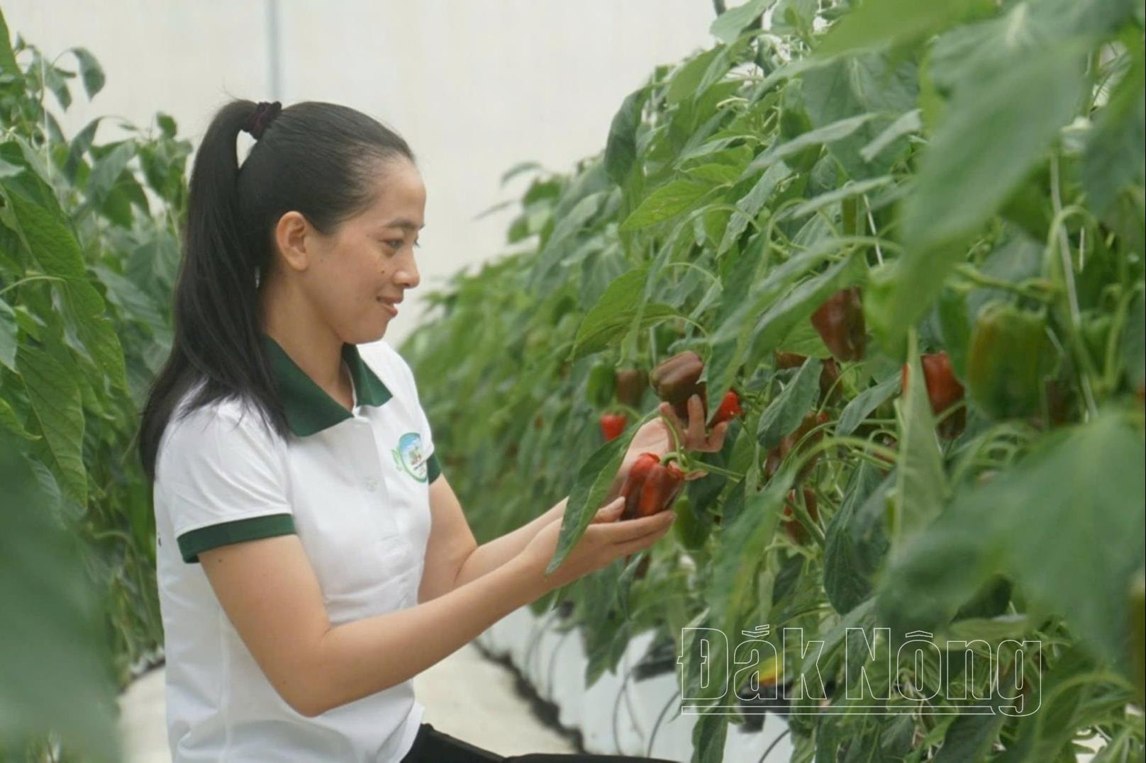 Công ty cổ phần Nông nghiệp sạch Đắk Nông cho rằng, các ngân hàng trong tỉnh hầu như không ghi nhận giá trị tài sản đầu tư trên đất của doanh nghiệp khi đi vay vốn