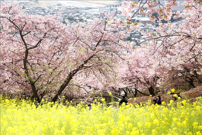 Temporada de floración de los cerezos japoneses