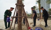 Plantando cientos de cocoteros más, la playa de Da Nang se vuelve verde