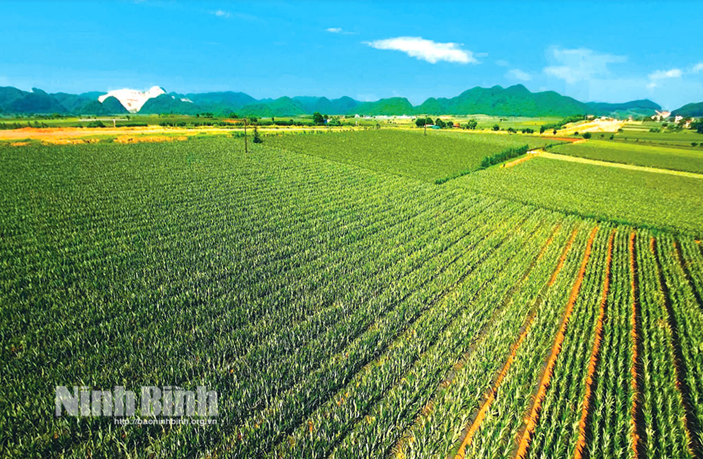 Dong Giao Food Export Joint Stock Company: Geschlossene Produktion, Steigerung des Wertes vietnamesischer Agrarprodukte