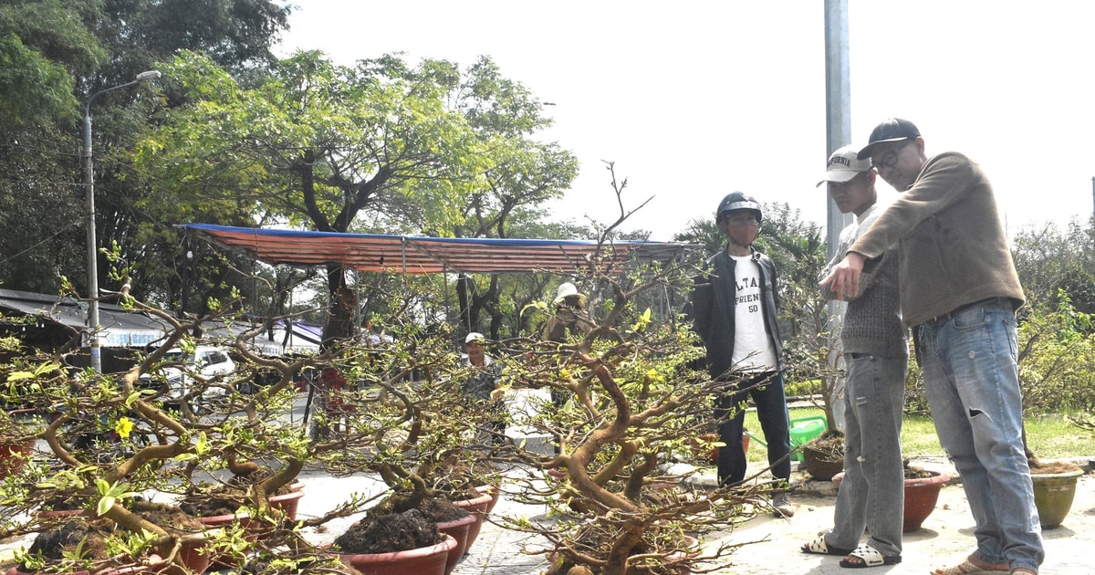 Few customers looking to buy Tet flowers