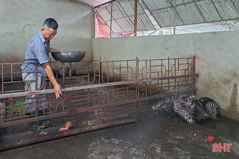 Perspectivas del modelo de cría de puercoespines en Nghi Xuan