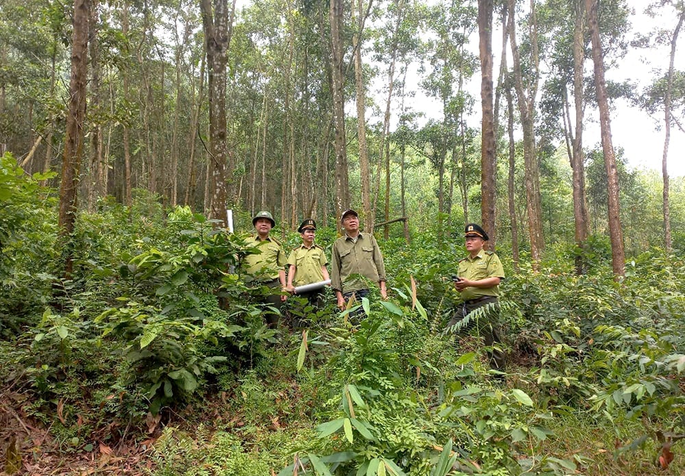 Tăng cường phòng cháy, chữa cháy rừng