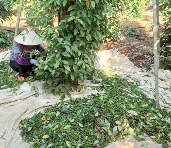 Remonter; Dak Nong et Dak Lak atteignent la marque la plus élevée