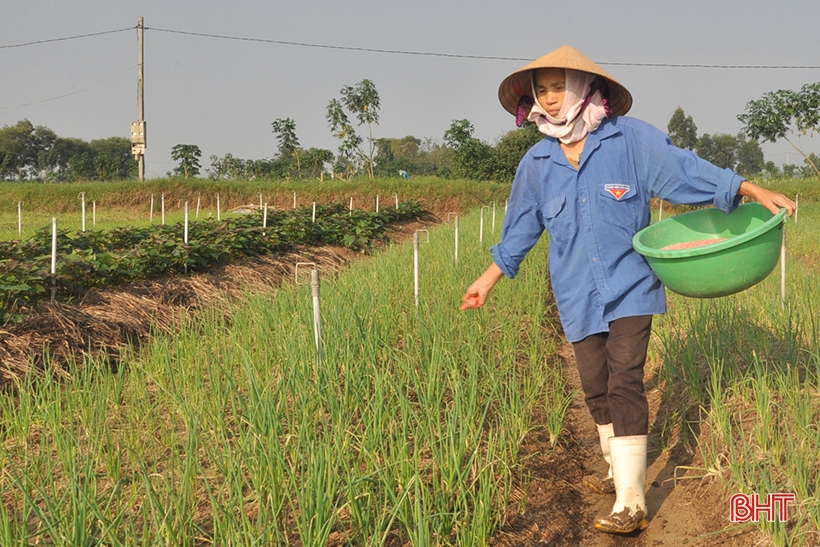 Các địa phương ở Hà Tĩnh đẩy nhanh tiến độ sản xuất vụ đông