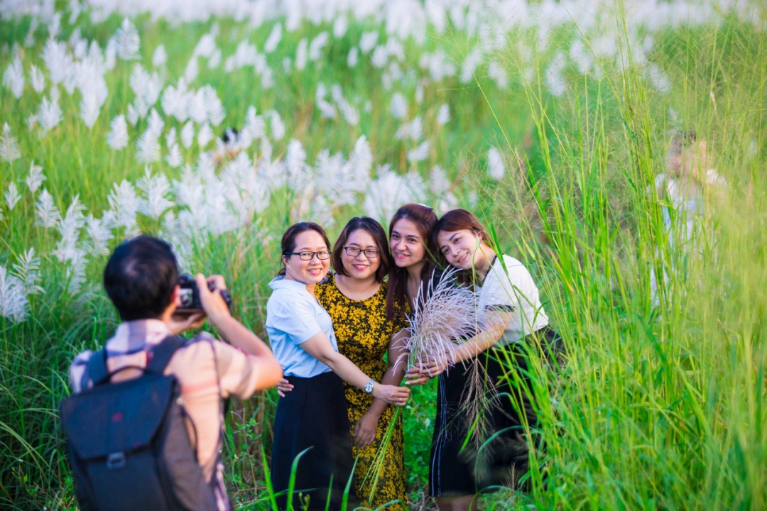 A lo largo de los campos de juncos blancos - Periódico electrónico Dak Lak