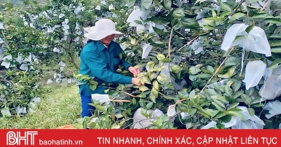 Mặc “áo giáp” cho cam trước mưa lớn kéo dài