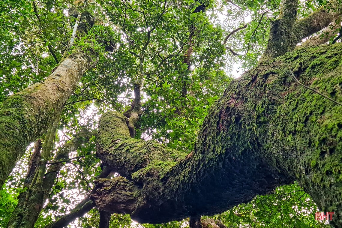 Discover the hidden beauty of Vu Quang National Park