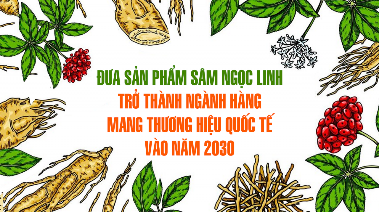 Đưa sản phẩm sâm Ngọc Linh trở thành ngành hàng mang thương hiệu quốc tế vào năm 2030