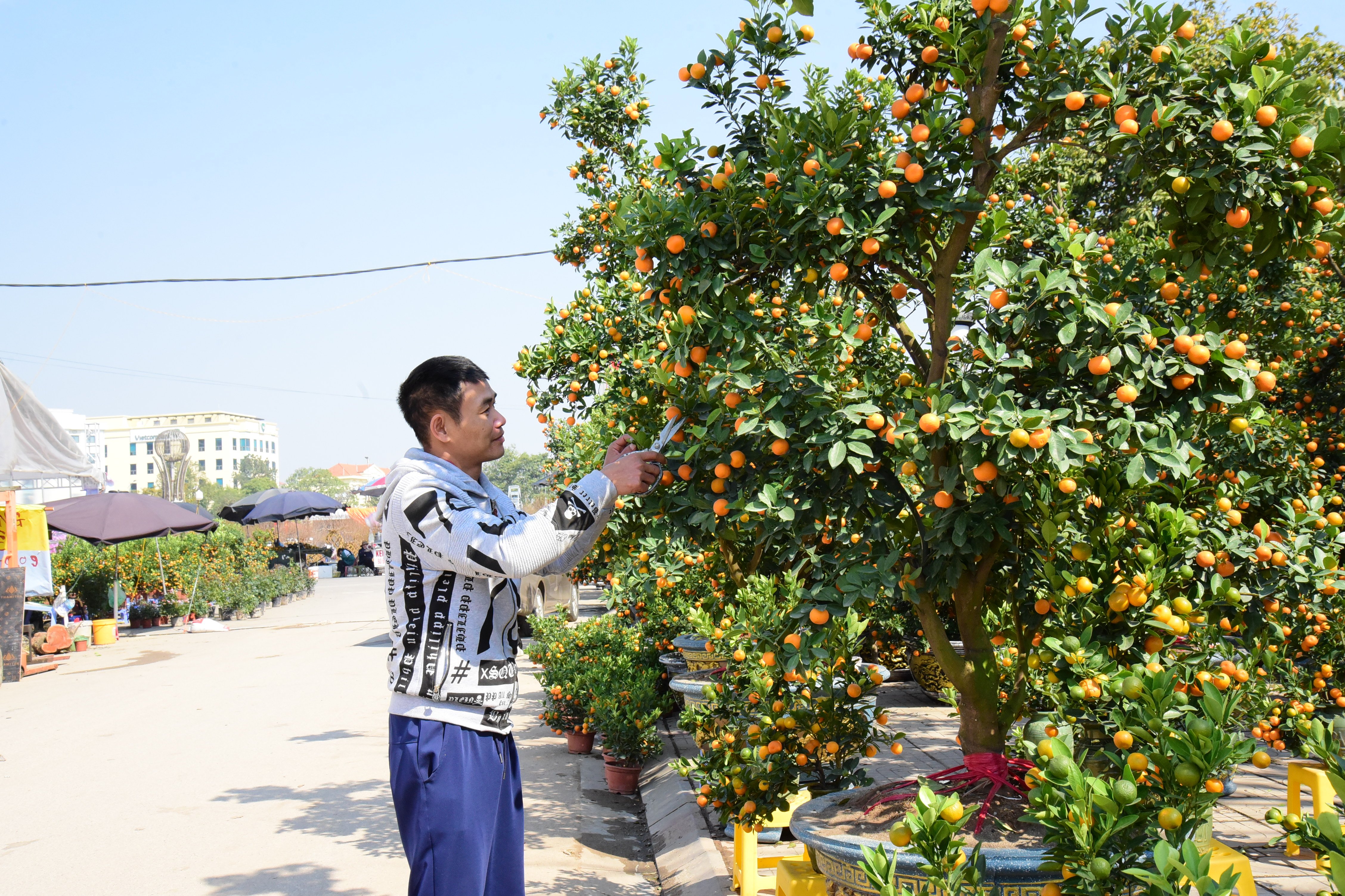 Rực rỡ chợ hoa ngày Tết