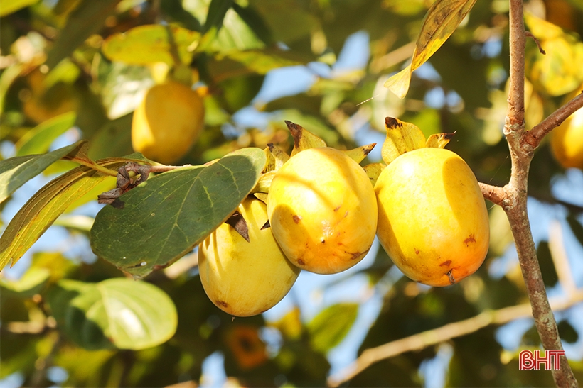 Die fröhliche Rosensaison der Vu Quang