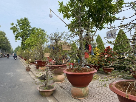 Auf dem diesjährigen Tet-Blumenmarkt werden für Aprikosenbäume bestimmte Preise festgelegt.