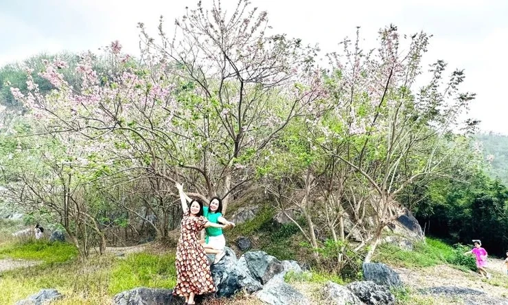 Kommen Sie dieses Tet nach Ba Ria-Vung Tau, um die Kirschblüten in voller Blüte zu sehen