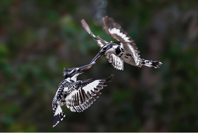 La belleza de la naturaleza a través de la exposición fotográfica de aves y animales salvajes vietnamitas 2024 foto 11