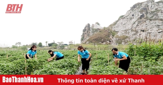 Nhuan Thach clean vegetable cooperative in Tet season