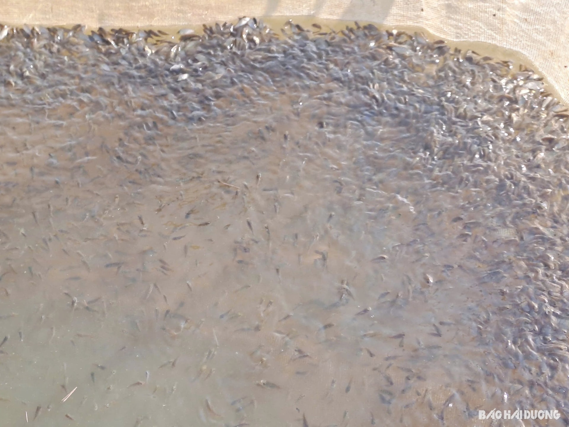 bhd-peces-criadores-3.jpg