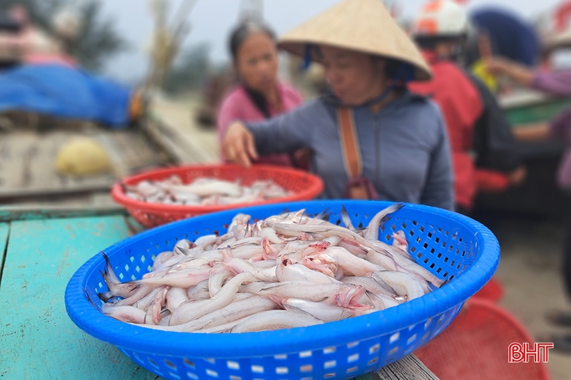 Las gachas de pescado Nghi Xuan son frescas y deliciosas, a buen precio.