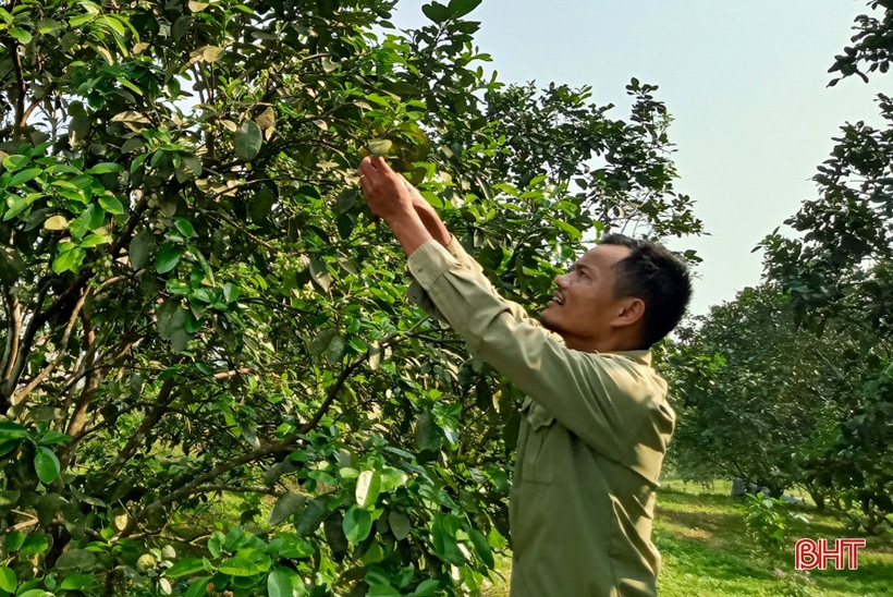 Can Loc farmers take care of oranges and grapefruits during flowering period