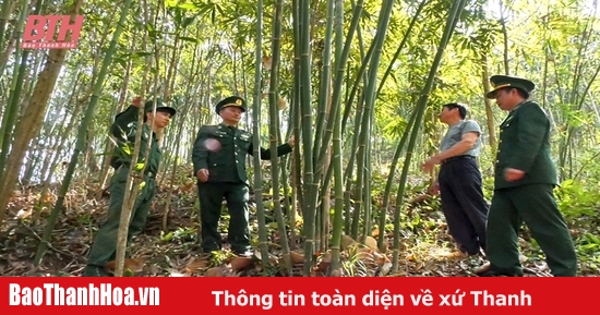 Mở hướng thoát nghèo từ trồng vầu