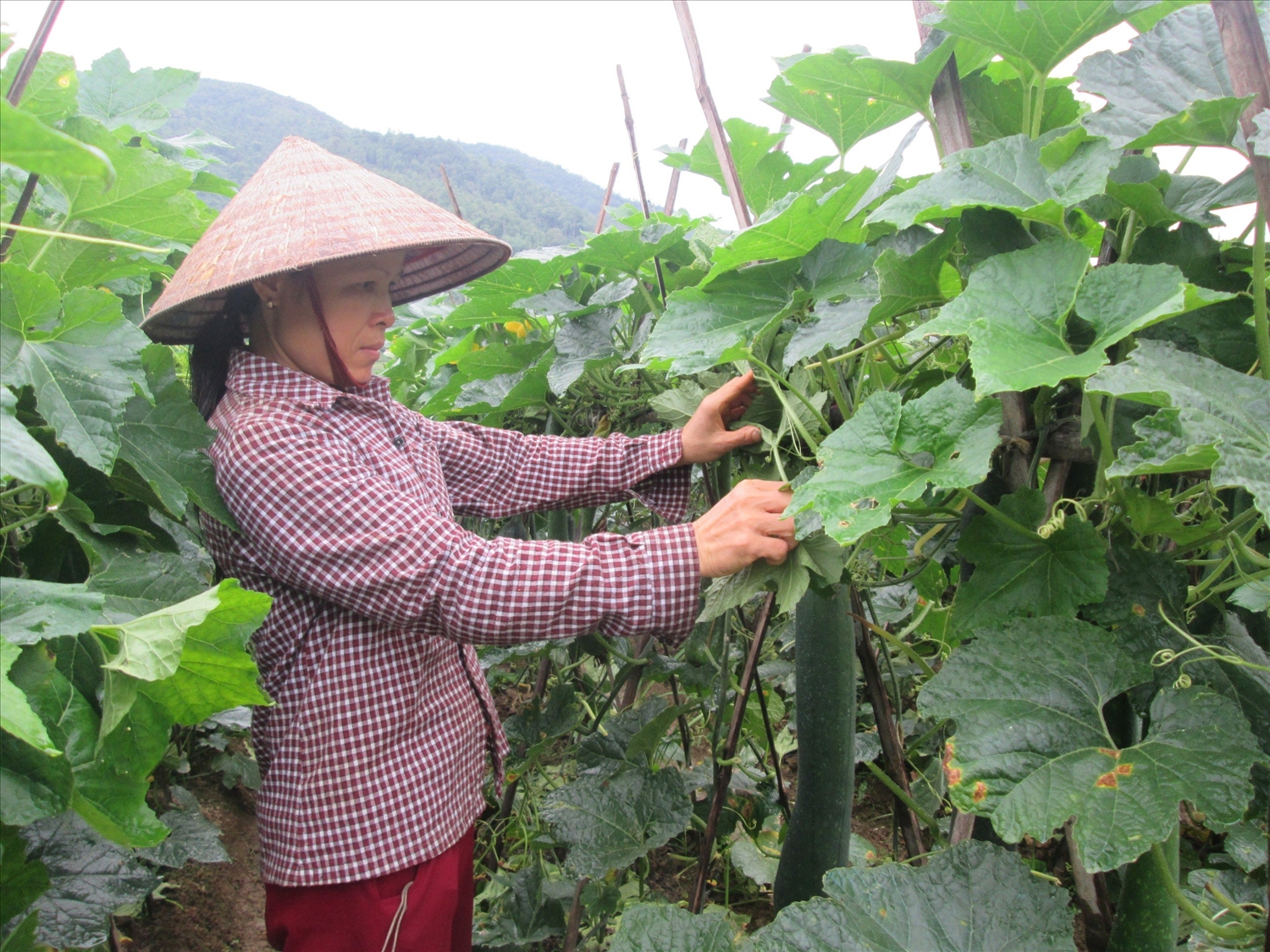 Người dân xã An Sơn, huyện Văn Quan phát triển kinh tế từ trồng rau màu.