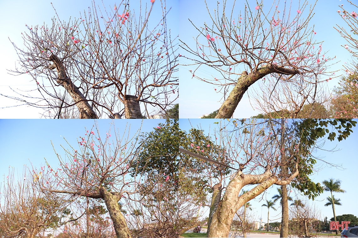 수천만 동(약 1억 8천만 원) 상당의 분재 복숭아나무와 자몽나무가 설날을 축하하기 위해 거리로 나와 