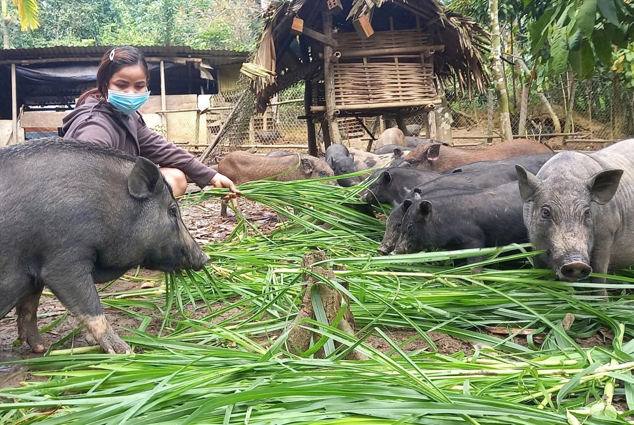 Các chương trình hỗ trợ sát thực tiễn đem lại hiệu quả cao trong giảm nghèo ở miền núi. Ảnh: C.N