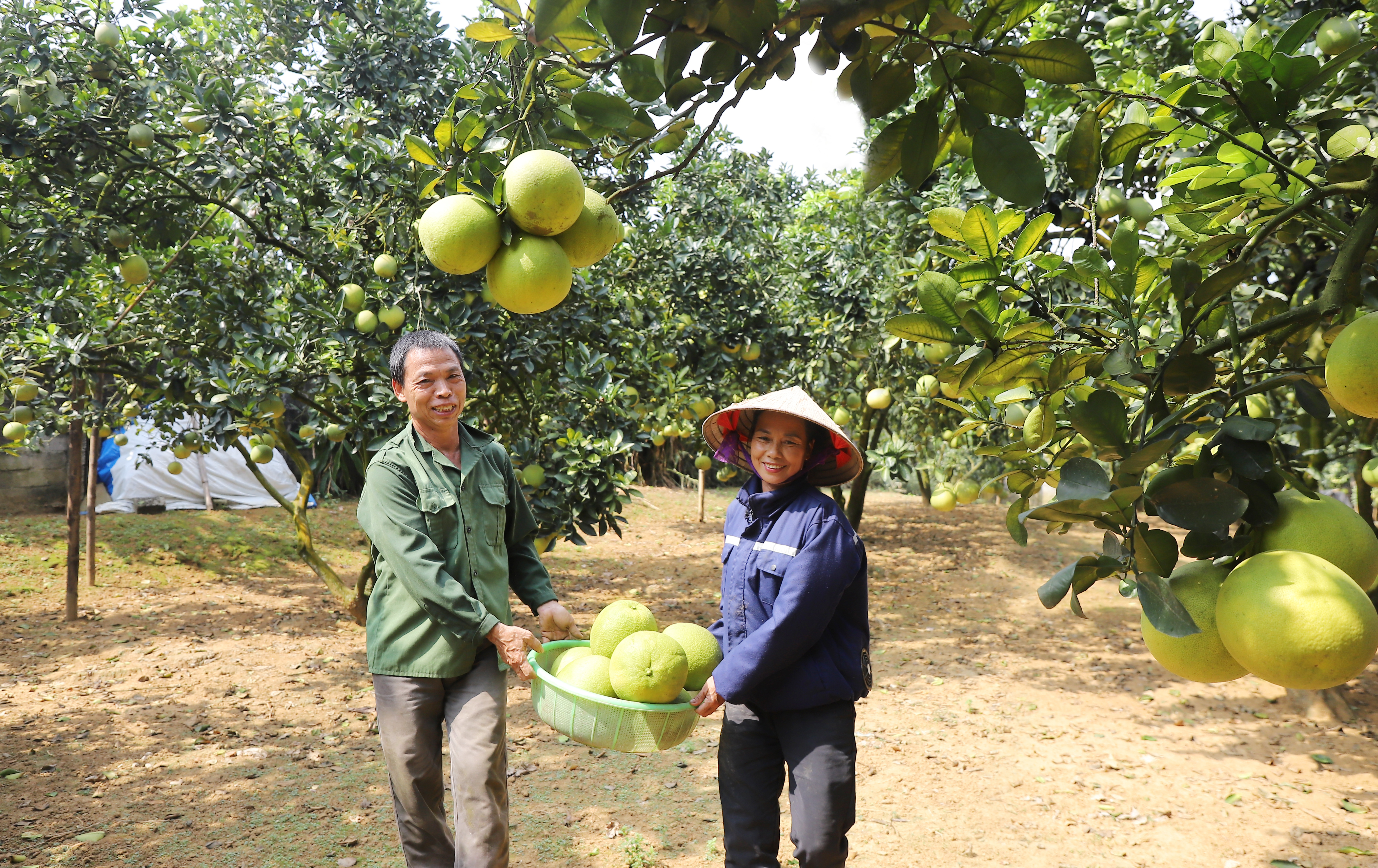 Goldene Jahreszeit im Grapefruitland