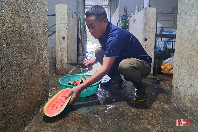 Perspectivas del modelo de cría de puercoespines en Nghi Xuan