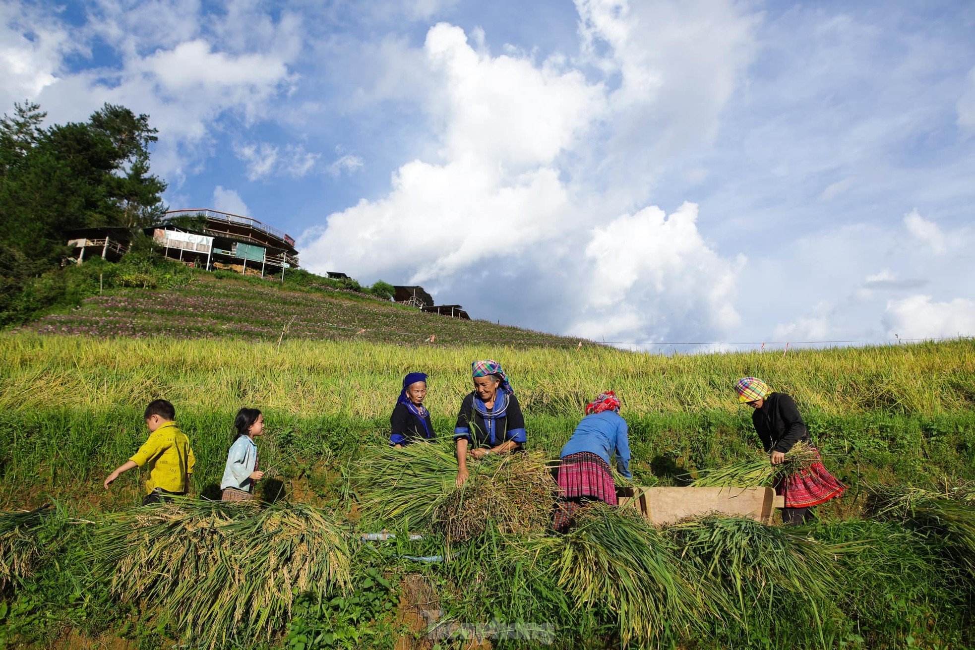 Brillante Mu Cang Chai en la temporada de arroz maduro. Foto 5