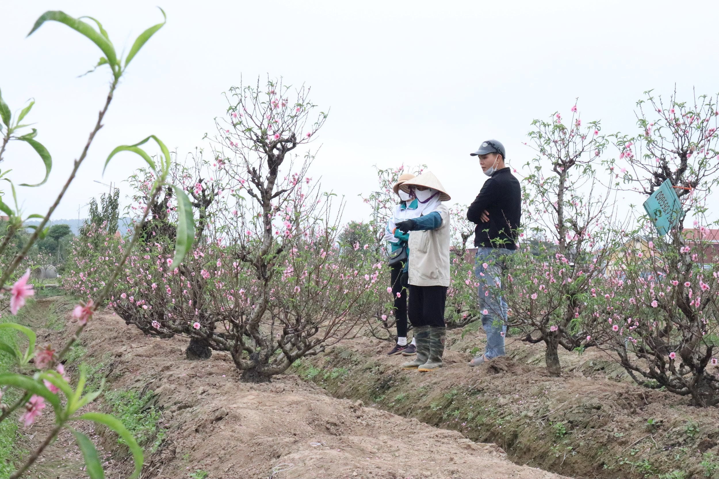 ヒエップアンの桃の花の価格は1本あたり7万～10万ドンから上昇した。