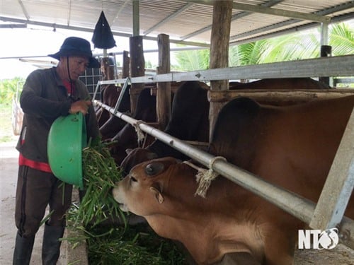 Hội Nông dân huyện Ninh Sơn: Đẩy mạnh các phong trào thi đua