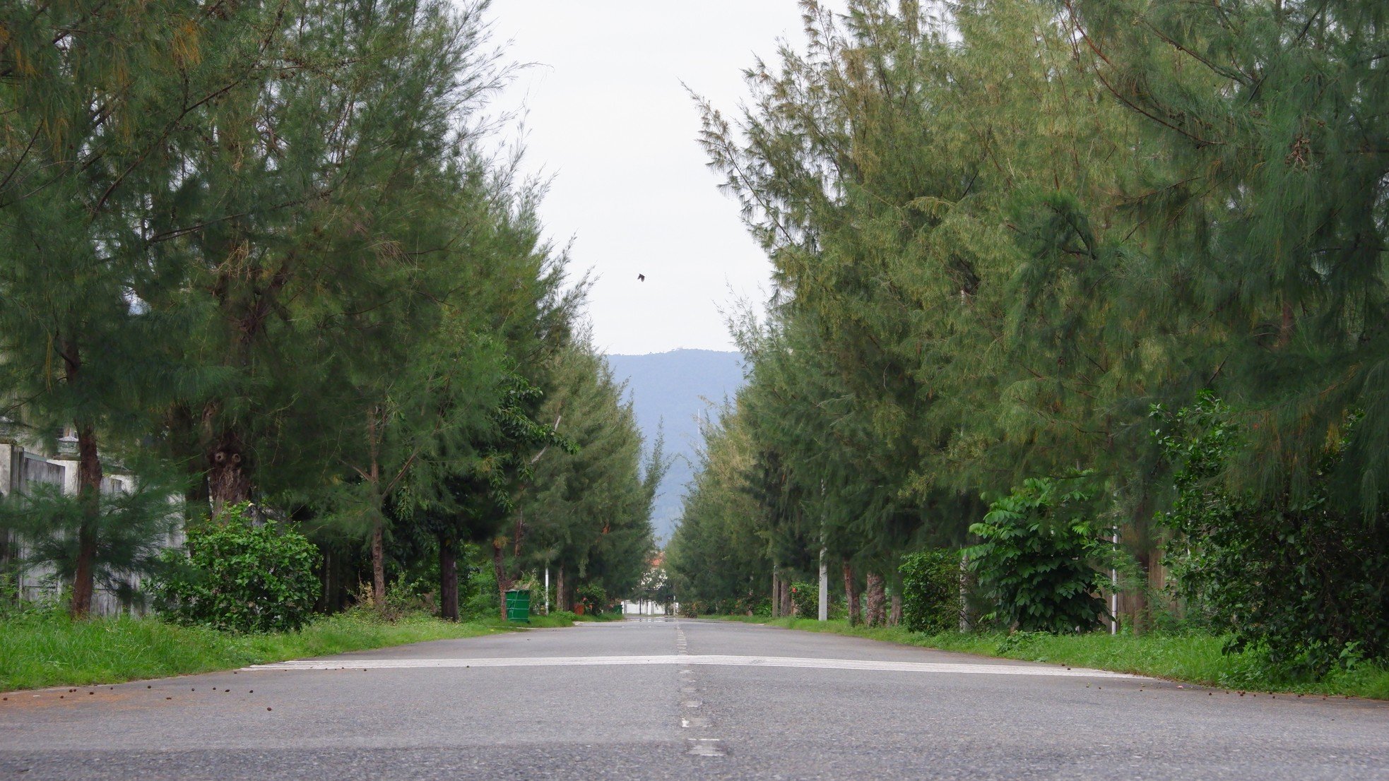 Rangées vertes et fraîches d'anciens arbres casuarina dans le parc industriel de Da Nang, photo 3