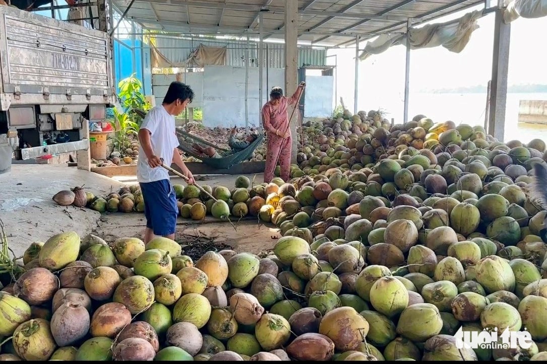 Nông dân phấn khởi vì dừa khô tăng giá gấp đôi dịp Tết - Ảnh 1.